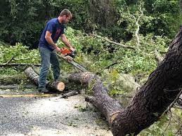 How Our Tree Care Process Works  in  Hudsonville, MI